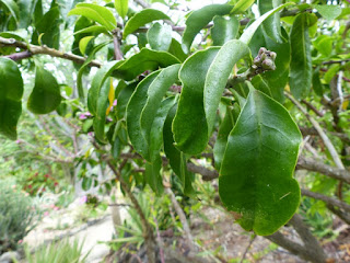 Pereskia grandifolia 