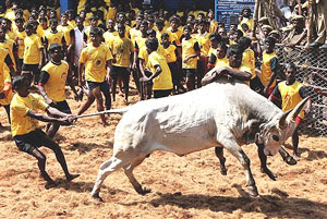 Ban Jallikattu