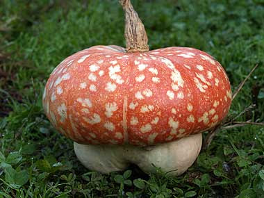 Zucca ornamentale o funghetto? Foto di Andrea Mangoni.