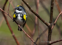 Yellow-rumped warbler, front view – Cavendish, PEI – Apr. 30, 2017 – by Matt Beardsley