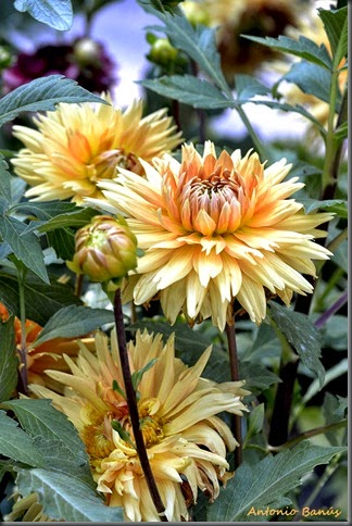 7 NOORDWIJKS GLORY_DSC0352X1