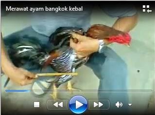 cara melatih ayam bangkok