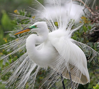 EGRET