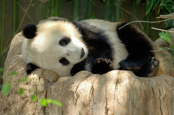  Gambar Panda  Lucu Serta Asal Usul Panda  Ayeey com