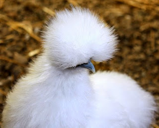 funky chicken silkie