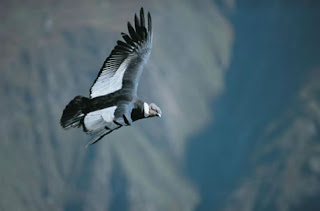 Cóndor sobrevolando el Colca