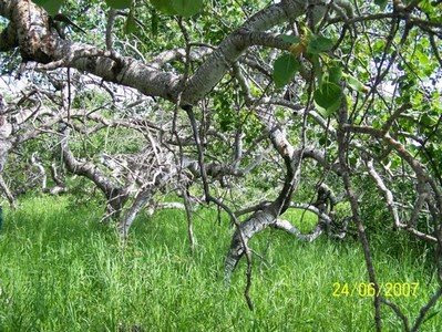 Crooked Trees of Hafford