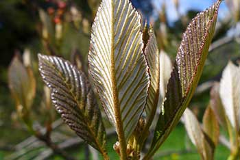 Рябина Данна / Ария Данна (Sorbus dunnii, =Aria dunnii)