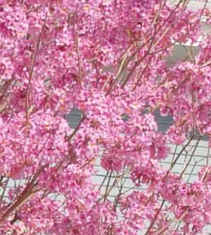 Pink Trumpet tree Pros and Cons, Care, Problems & Diseases