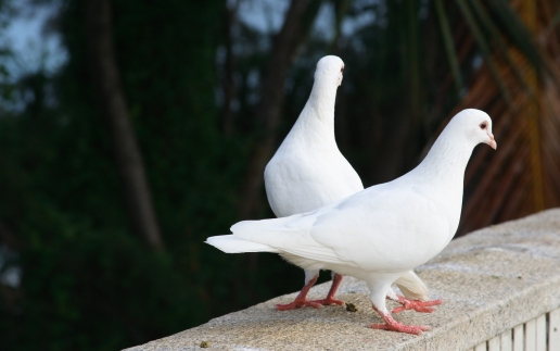 Cute Pure White Dove Seen On www.coolpicturegallery.us
