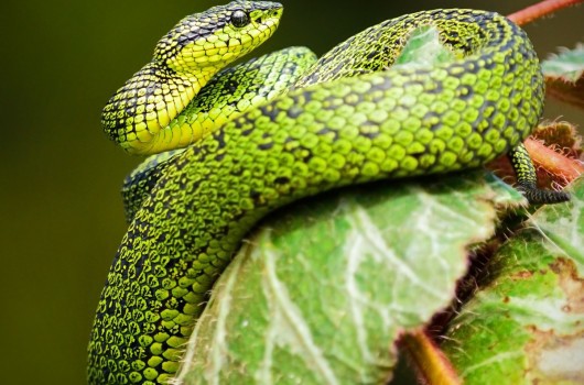 As cobras são répteis de sangue frio, o que significa que precisam de calor externo para sobreviver