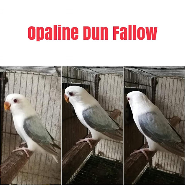 lovebird dun fallow