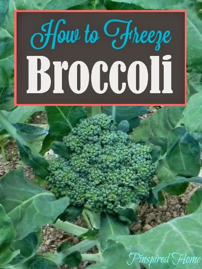 http://pinspiredhome.blogspot.com/2014/07/how-to-freeze-broccoli.html