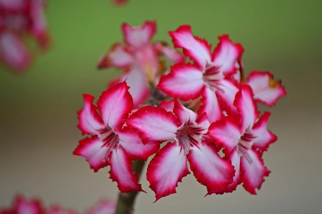 Lírio-impala-Uma-linda-planta-para-seu-jardim