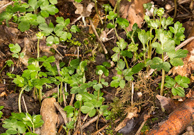 Moschatel or Town-hall Clock, Adoxa moschatellina.  High Elms, 20 April 2013.