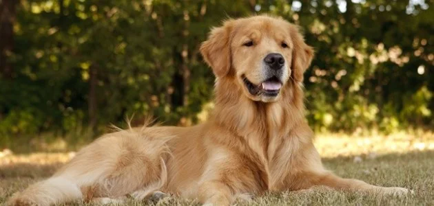 المسترد الذهبي هو أحد أكثر الكلاب المحبوبة في العالم. من المعروف أن لديهم ذكريات رائعة ويمكنهم تعلم حوالي 200 أمر. عادة ما يتخذون خيارات رائعة ويعملون بشكل جيد في أي بيئة ، سواء كان ذلك في منزلك أو مكتبك