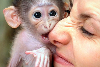 Funny Monkey Photo