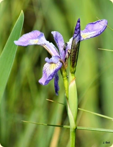 Blue Flag Iris