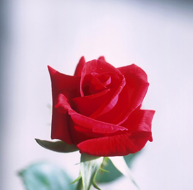 Contoh artikel makalah: Rose Red mawar