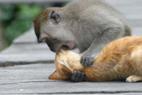 Animals Zoo Park: Funny Monkeys Pictures, Monkey Pictures & Photos