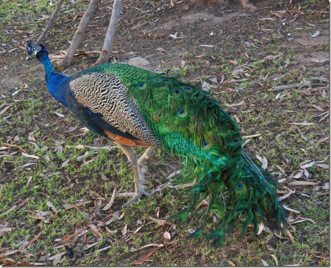 Peacock