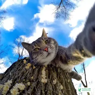Cat Pic Selfie - Cat Pic Download 2023 - biraler pic - NeotericIT.com - Image no 4