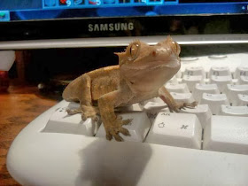 Funny animals of the week - 22 November 2013 (35 pics), gecko on keyboard
