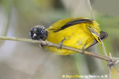 Black-Headed Bulbul