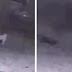 Captan en vídeo el momento en que un perro vuela o es abducido por extraterrestres (vídeo)