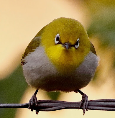 "Indian White-eye - Zosterops palpebrosus, resident staring into the lens, perched on a cable. "