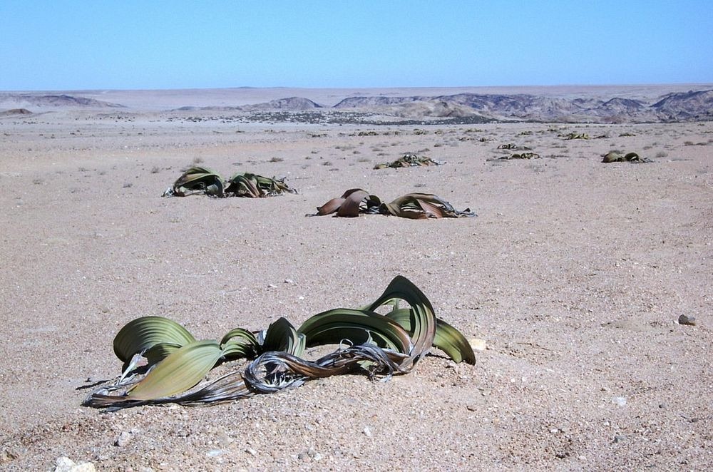 welwitschia-mirablilis-8 welwitschia-mirablilis-8