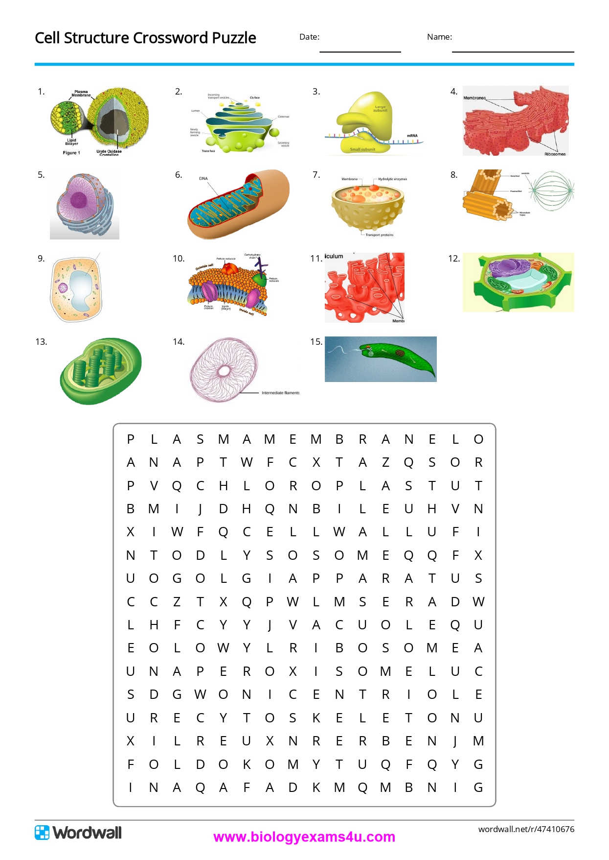 Cell Structure Crossword Puzzle  | Cell Biology Activity