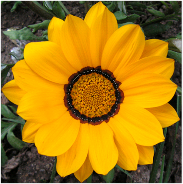 Flower Selection