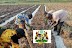 Kaduna State Farmers Dry Season 2023/2024 NAGSAP Support Program