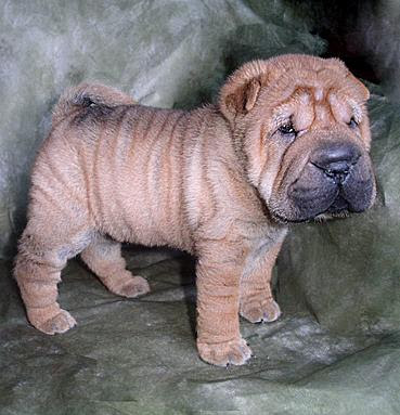 Shar Pei Puppy Pictures