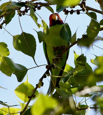 Plum-headed Parakeet