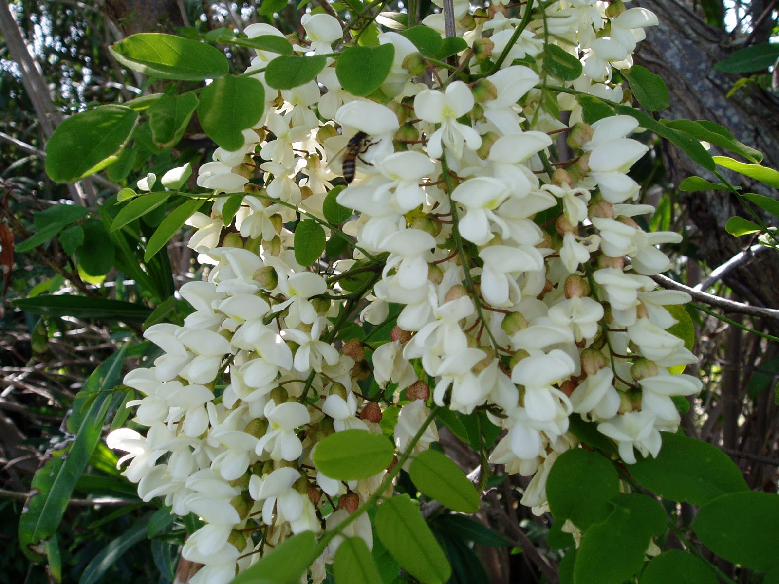 Arbusti E Piante Acacia