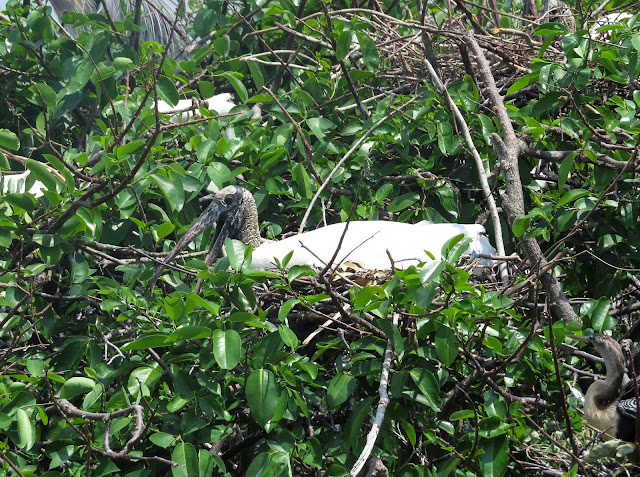 Wood Storks - Wakodahatchee Wetlands, Florida