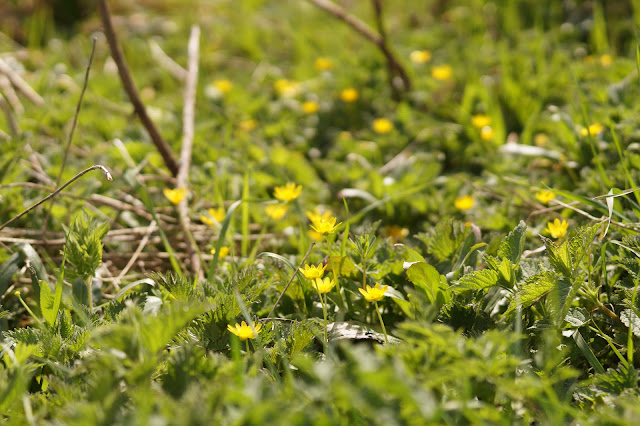 one fine day in Norfolk springtime