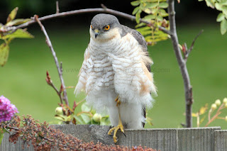 Male Sparrowhawk