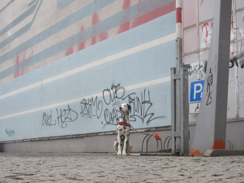 Foto aus der Kinder- oder Hundeperspektive für das Foto-Projekt Cam Underfoot