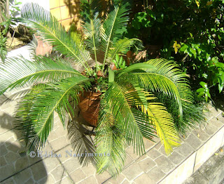 Jardim-Palmeira-sagu, cycas cincinalis, jardim