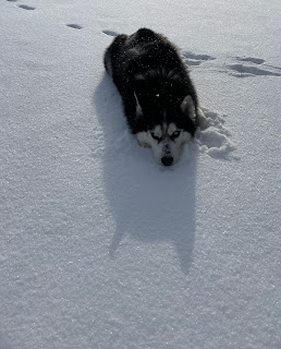 a black and white Siberian husky resting in glittering snow with his pointy eared shadow stretching out before him