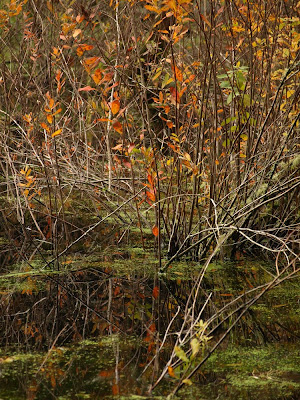 Squires Lake Loop, November '10