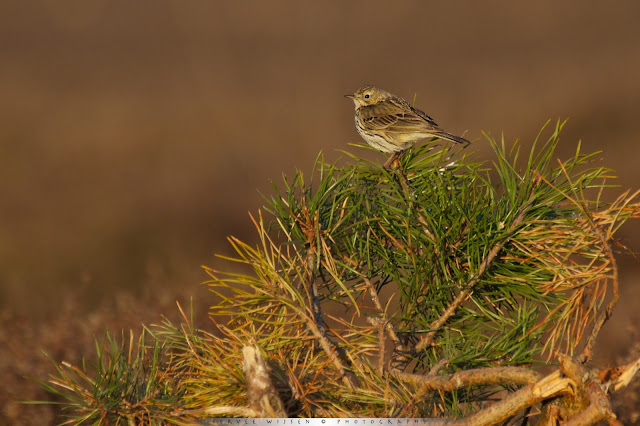 Graspieper - Meadow Pipet - Anthus pratensis