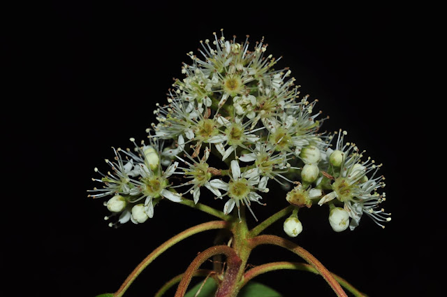 Рябина щитконосная (Sorbus corymbifera)