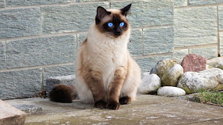 Siamese