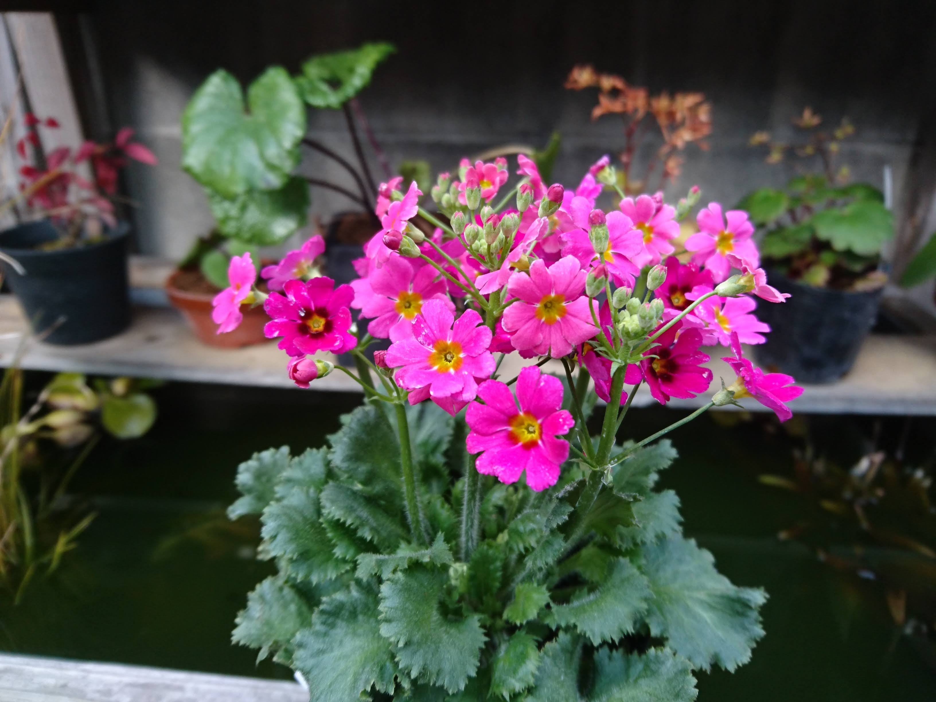 プリムラ マラコイデスの育て方 冬に長期間 咲き続ける花を楽しみましょう メダカの大工