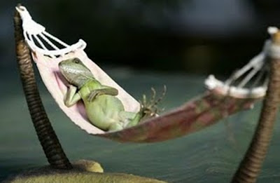 Funny Lizards - Relax like Lizards, Amazing Photos...