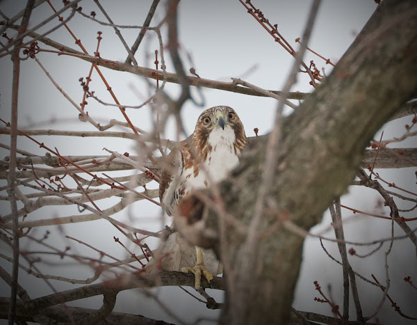 An immature red-tail stalking around a tree in winter.